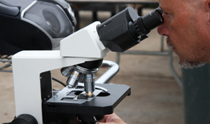Analyzing Microfungi in Soil